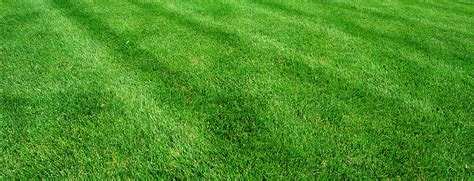 Magical Results with Turd-Based Lawn Care Techniques